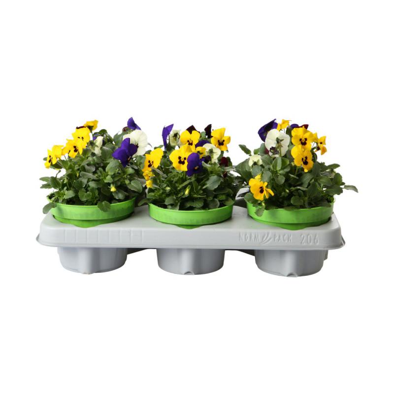 Viola cornuta T12 Trio