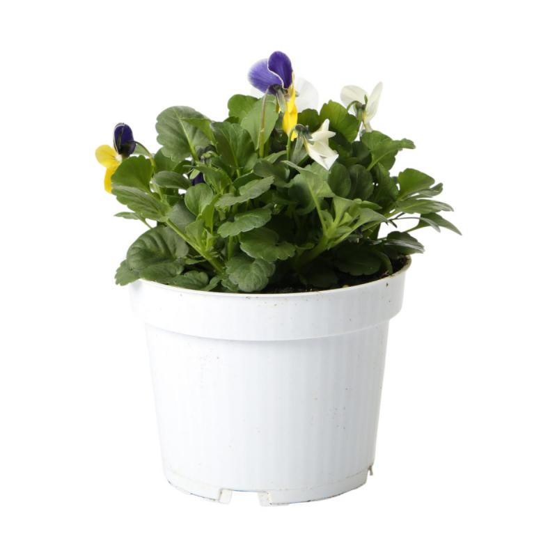 Viola cornuta T12 Trio