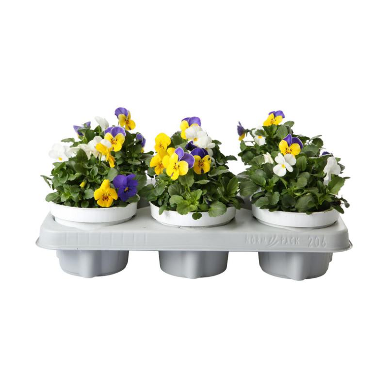 Viola cornuta T12 Trio