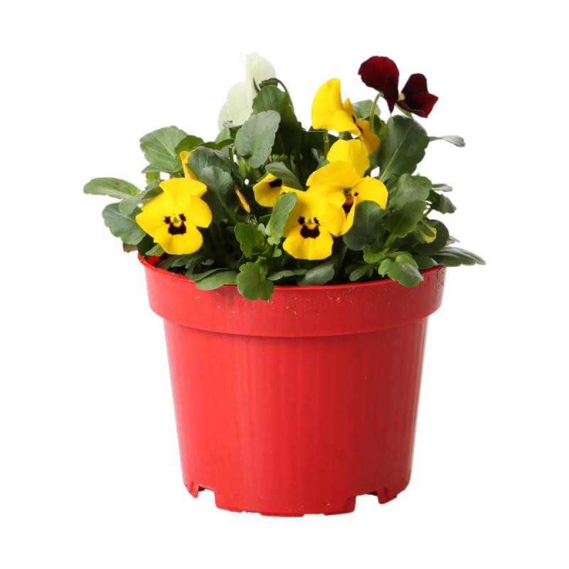 Viola cornuta T12 Trio