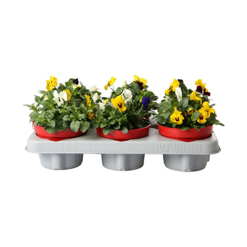 Viola cornuta T12 Trio