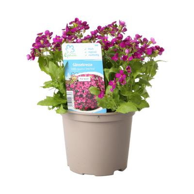 Arabis caucasica T12