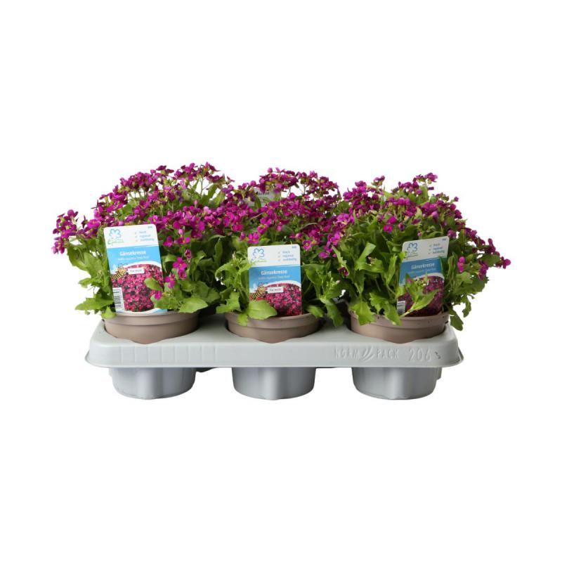 Arabis caucasica T12