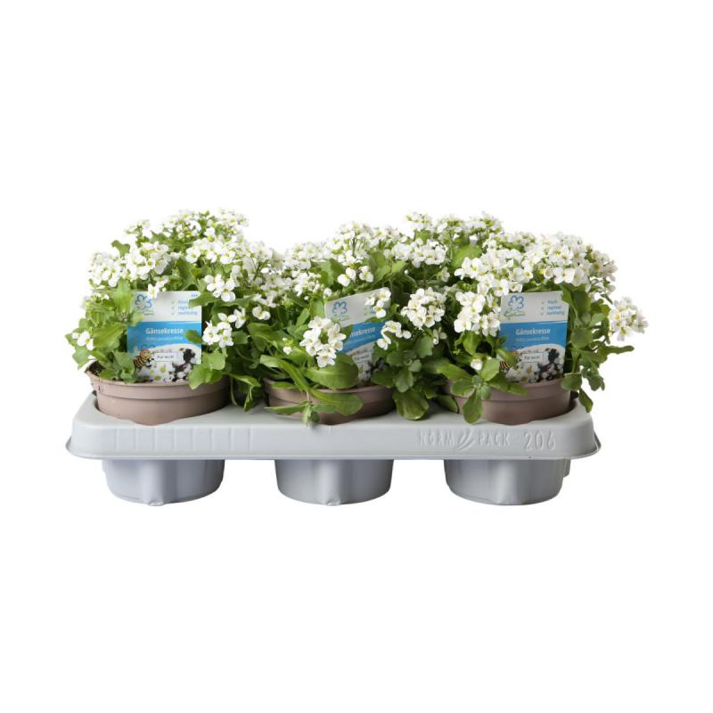 Arabis caucasica T12