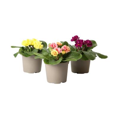 Primula acaulis gefüllt T 12