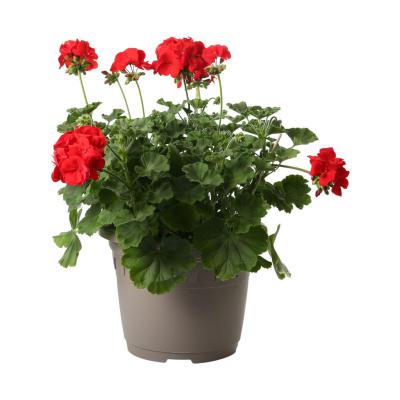 Pelarg. zonale Busch T 30