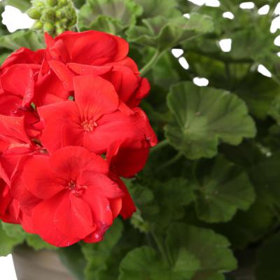 Pelarg. zonale Busch T 30