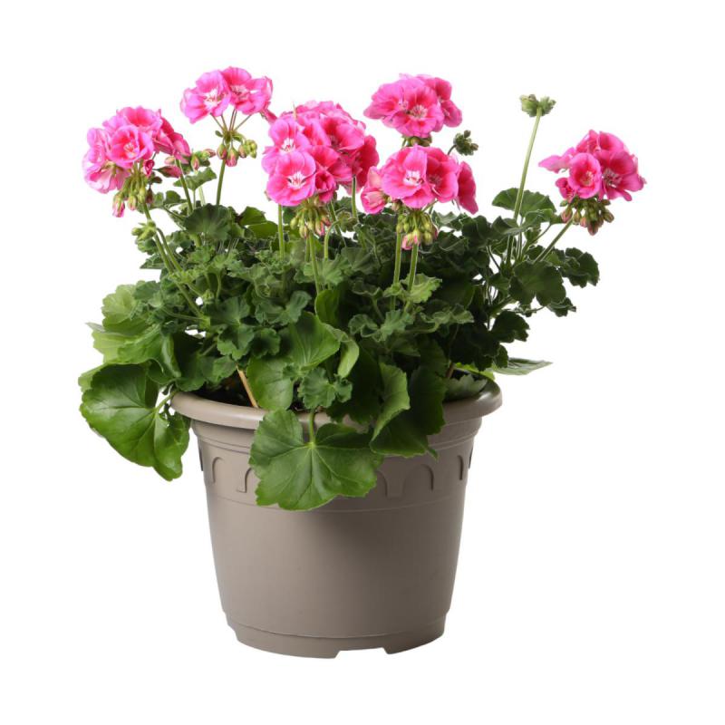 Pelarg. zonale Busch T 30