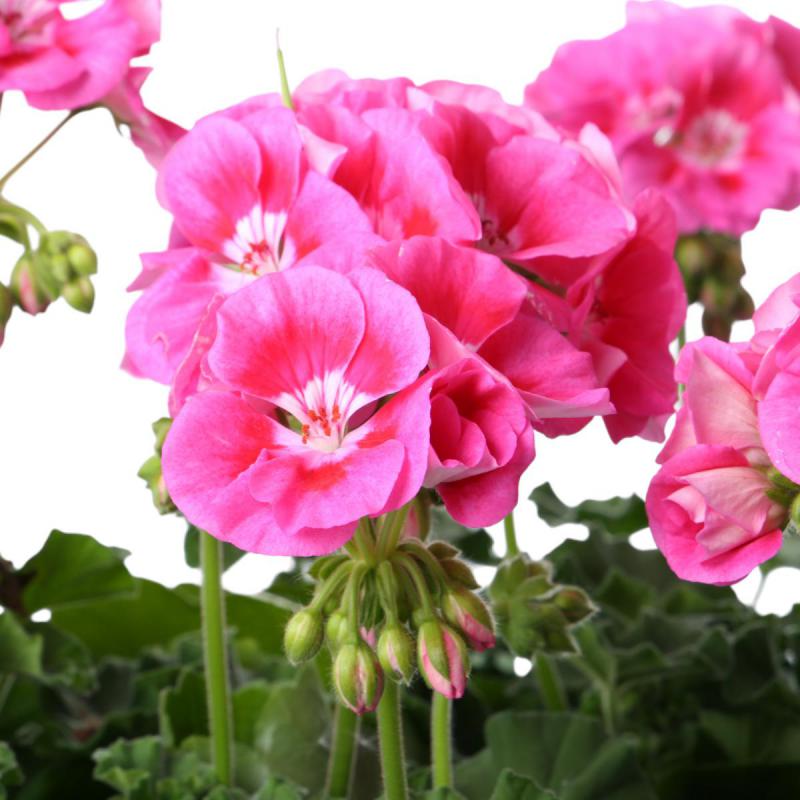 Pelarg. zonale Busch T 30