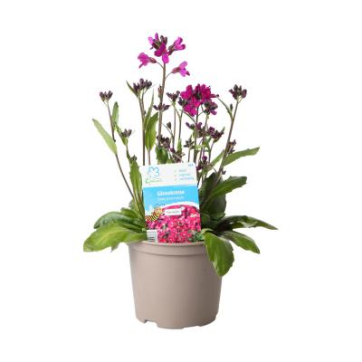 Arabis blepharopylla T12