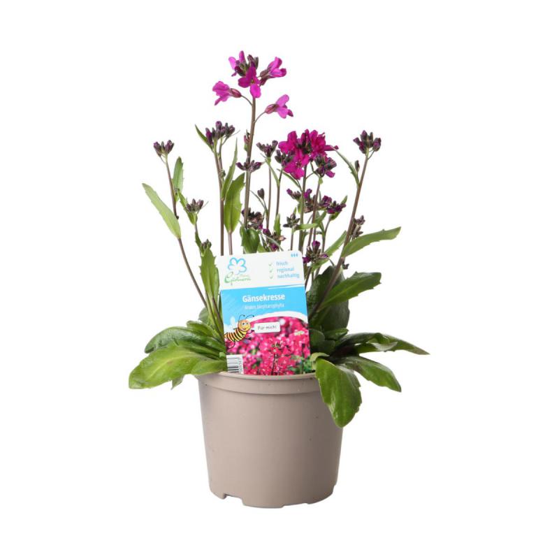 Arabis blepharopylla T12