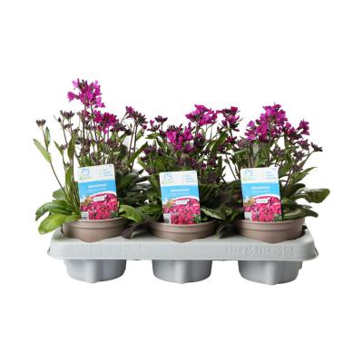 Arabis blepharopylla T12