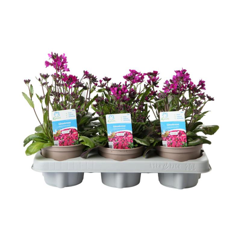 Arabis blepharopylla T12