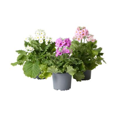 Primula malacoides T 11