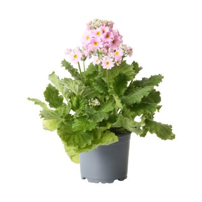 Primula malacoides T 11