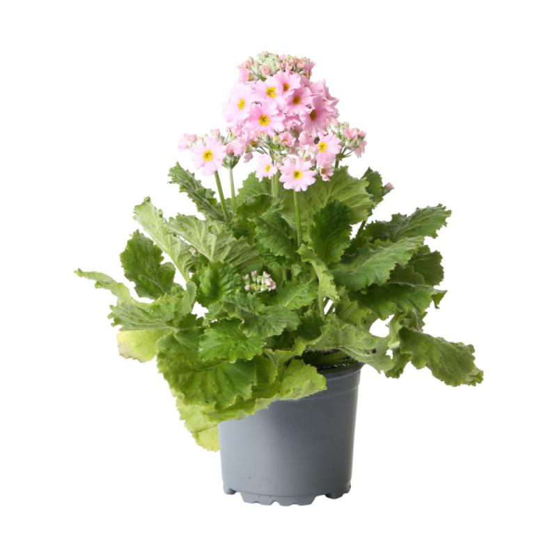 Primula malacoides T 11