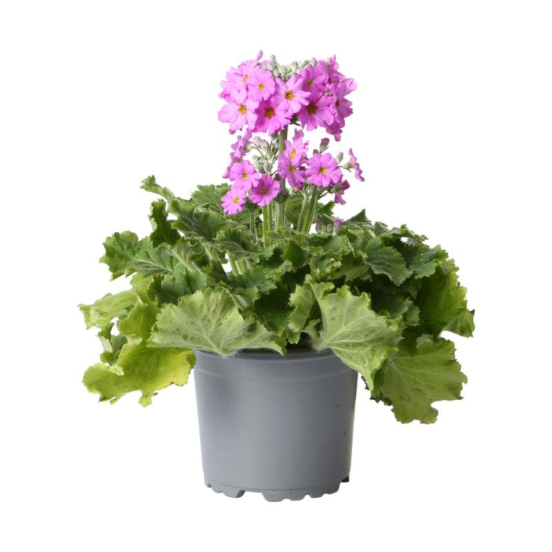 Primula malacoides T 11