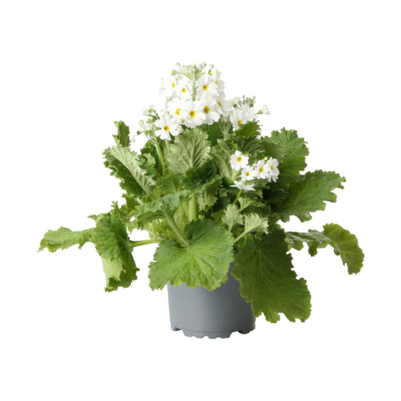 Primula malacoides T 11