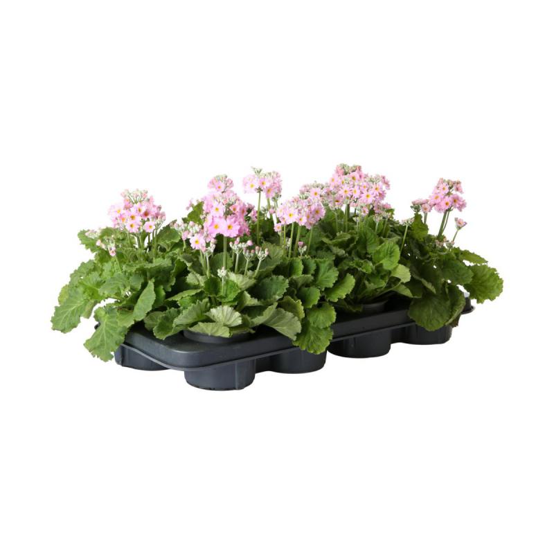 Primula malacoides T 11