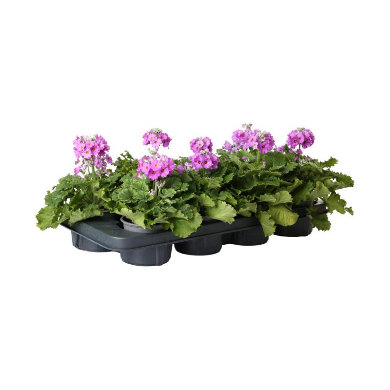 Primula malacoides T 11