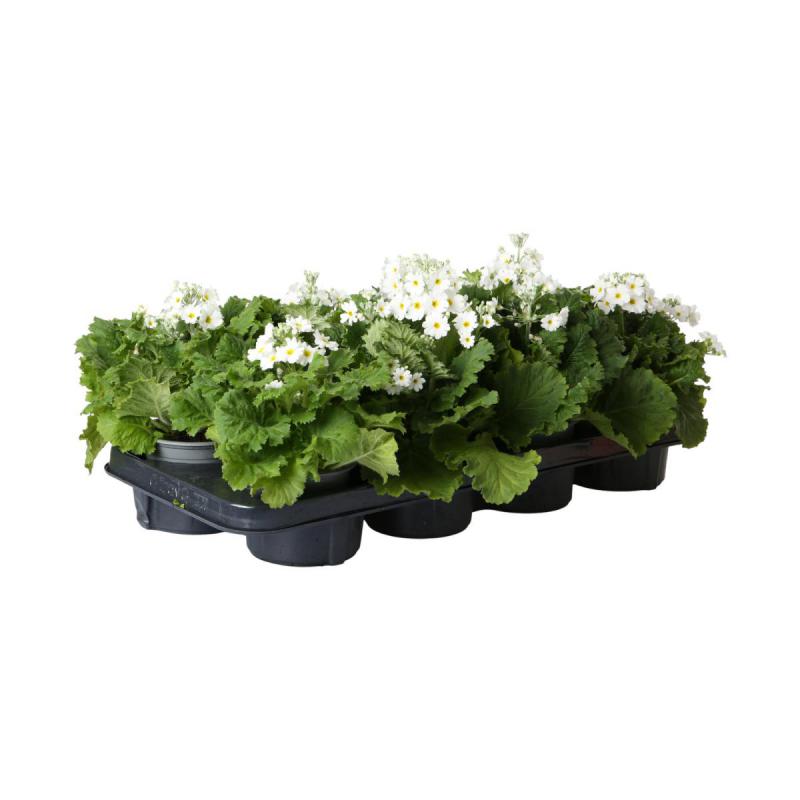 Primula malacoides T 11