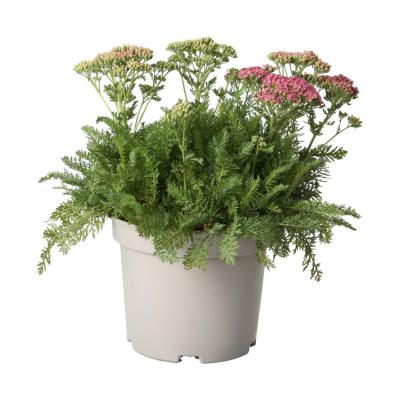 Achillea T 19