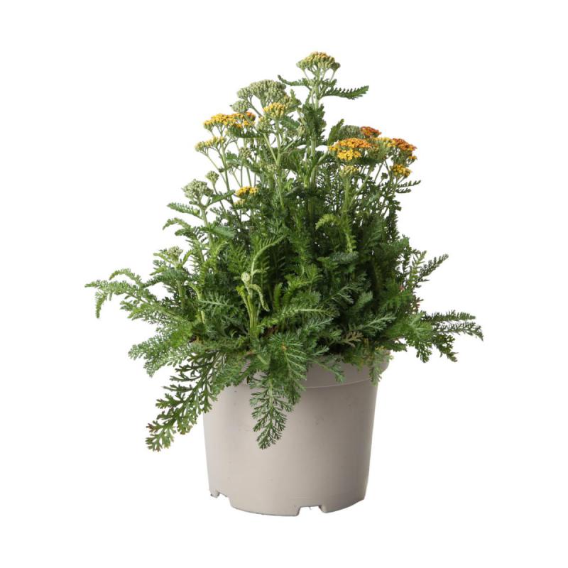 Achillea T 19