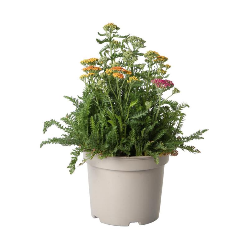 Achillea T 19