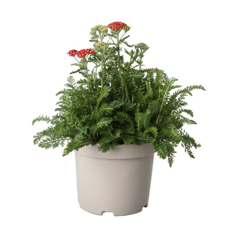 Achillea T 19