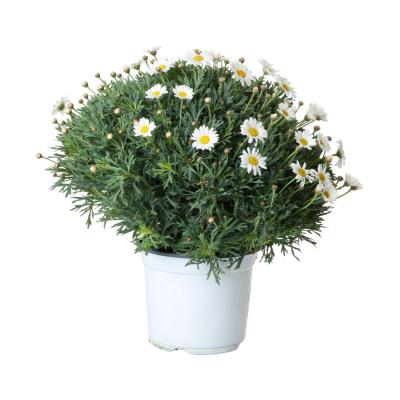 Leucanthemum max. T 19