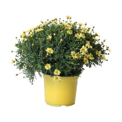 Leucanthemum max. T 19