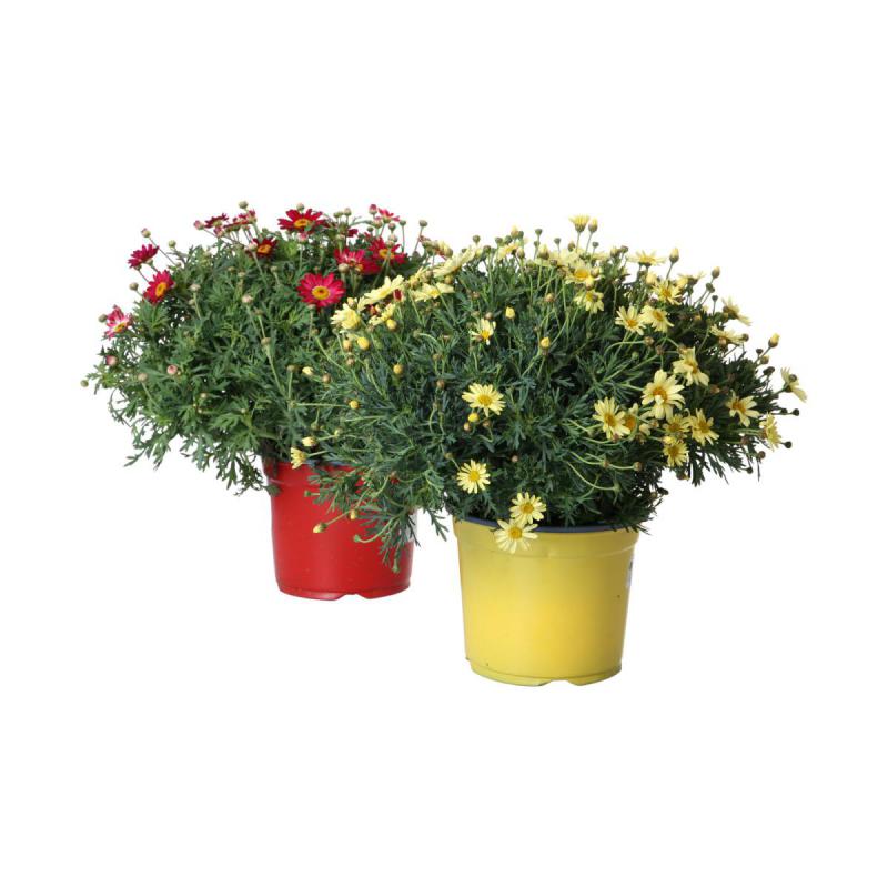 Leucanthemum max. T 19