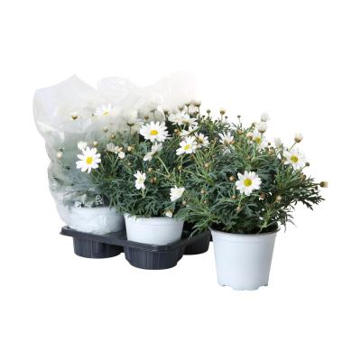 Leucanthemum max. T 12