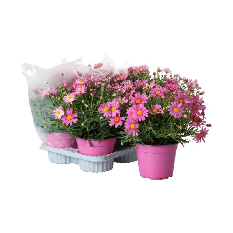 Leucanthemum max. T 12