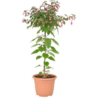 Fuchsia Stamm Deko T 26