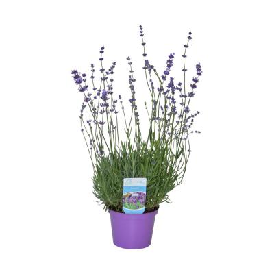 Lavandula Hidcote T14