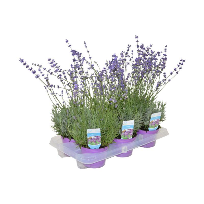 Lavandula Hidcote T14