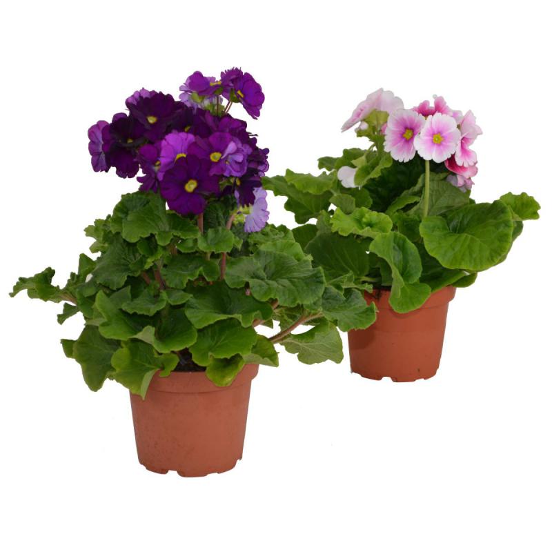 Primula obconica T 12