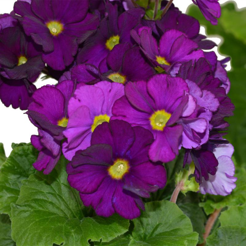 Primula obconica T 12