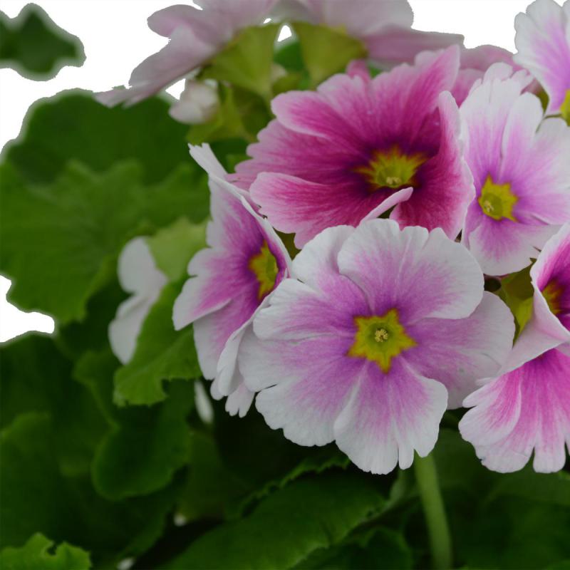 Primula obconica T 12