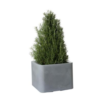 Rosmarinus Pyr. T 35