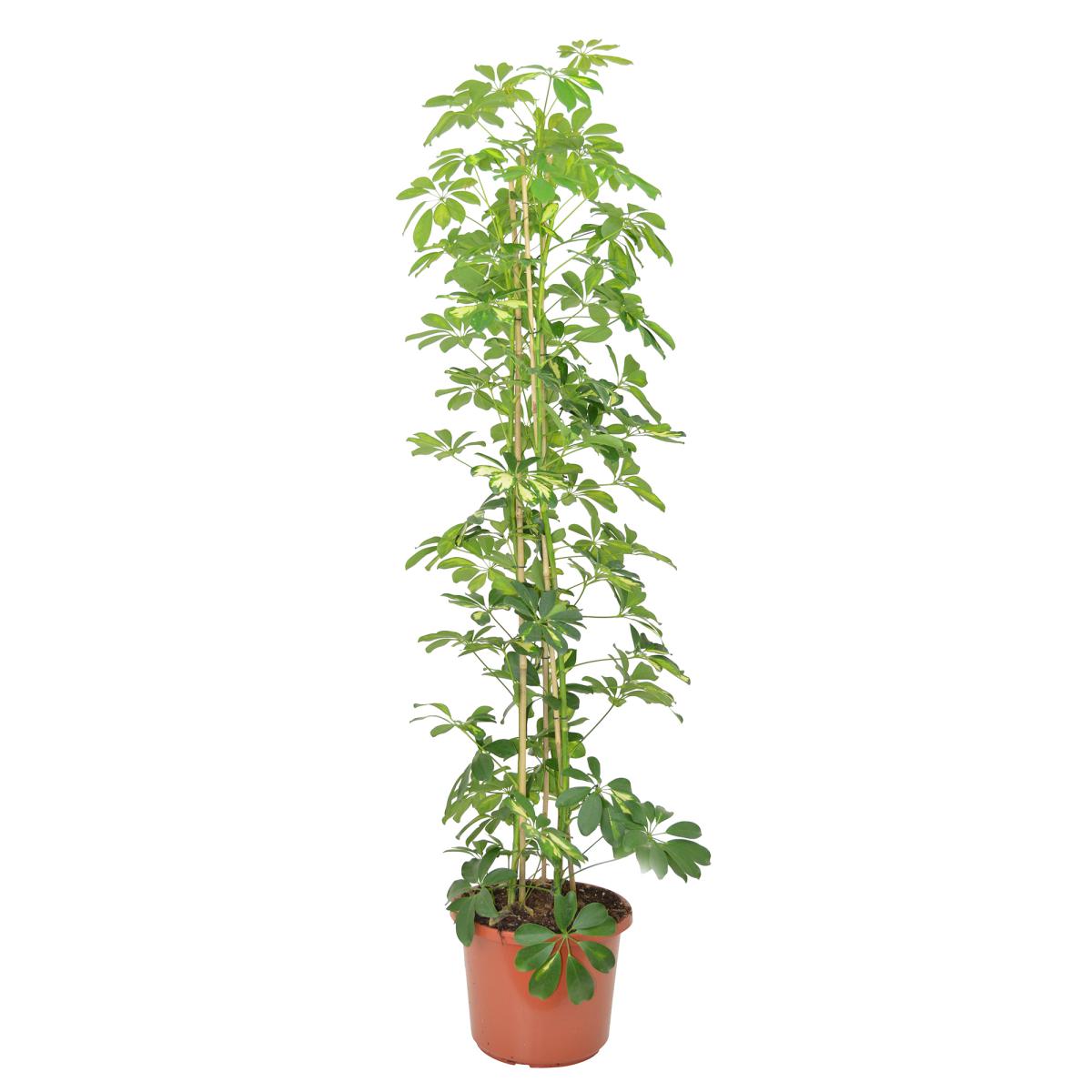 Schefflera T 23