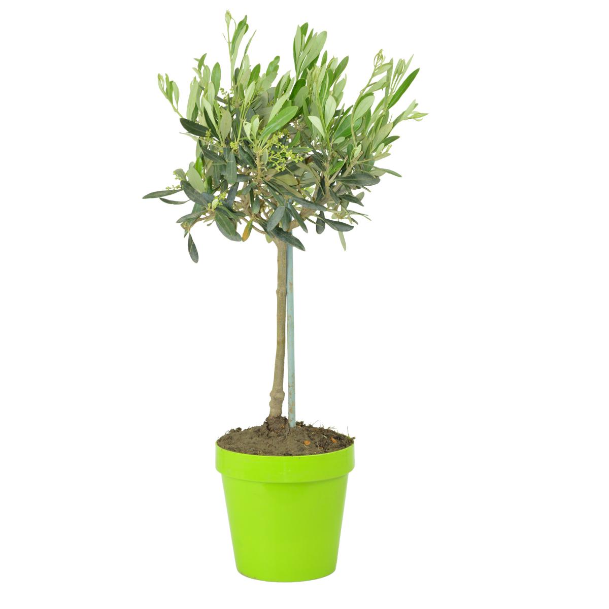 Olea eur. T 13 Stamm