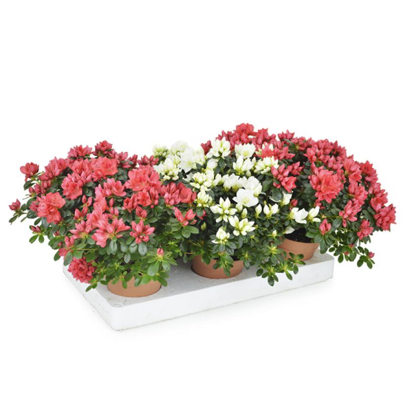 Rhod. simsii T 13&deg;