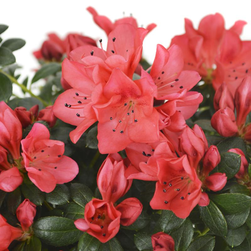 Rhod. simsii T 13&deg;