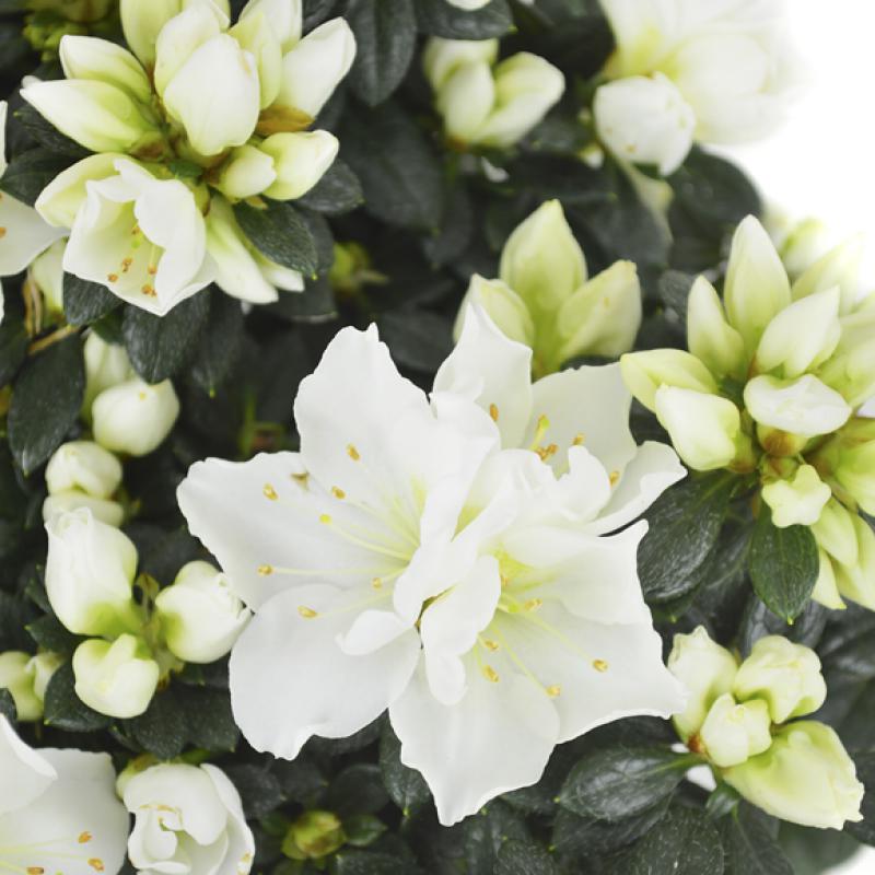 Rhod. simsii T 13&deg;