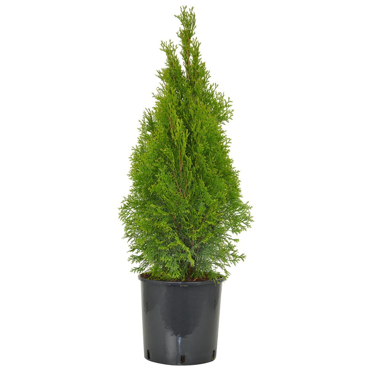 Thuja occ. 'Smaragd' T30