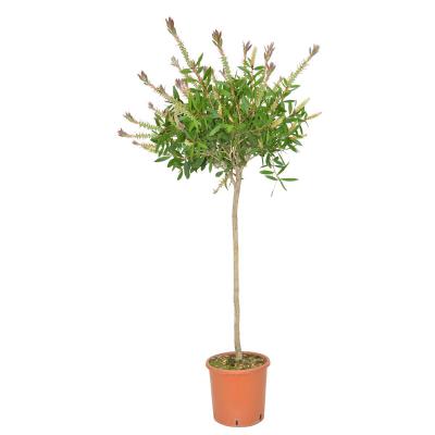 Callistemon Stamm T21