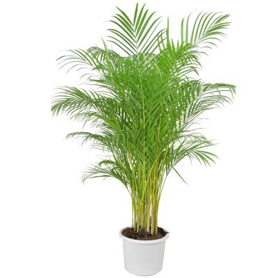 Dypsis lutescens T 24