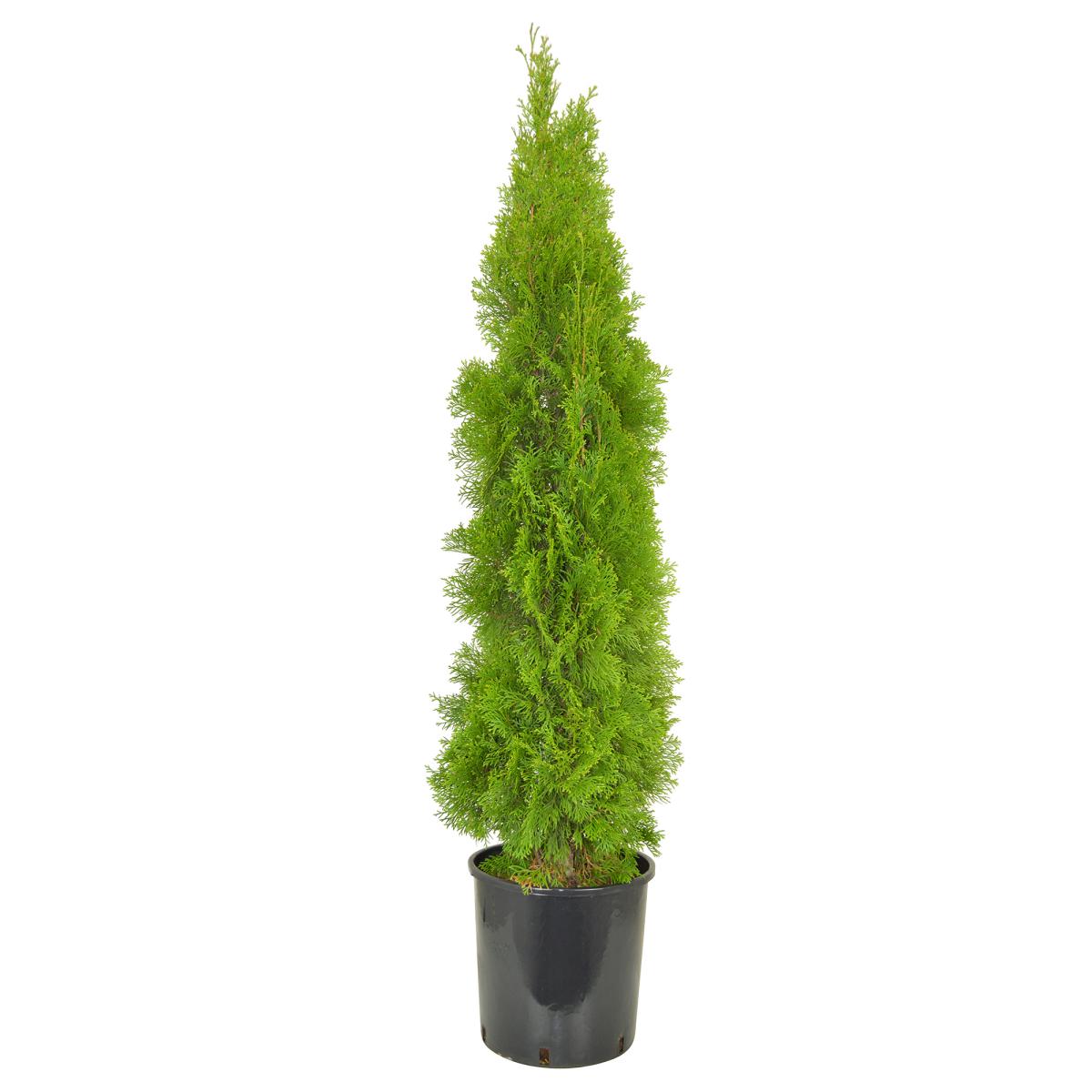 Thuja occ. 'Smaragd' T33